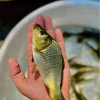 فروش  ماهی کپور و آمور