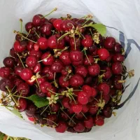 گیلاس درشت وخوشمزه
