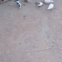 کبوتر ماده