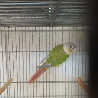طوطی گرینچیک اناناسی ماده