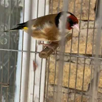 سهره دهن لر دهن نواری