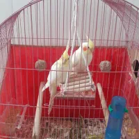 عروس هلندی