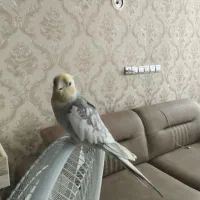 عروس هلندی نر سخنگو و دستی
