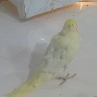 جوجه عروس هلندی