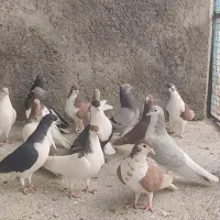 شهری سینه سیاه