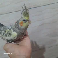 عروس هلندی