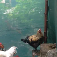 چواش تازه محصول باغم صددرصد ارگانیک
