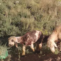 میش بردار