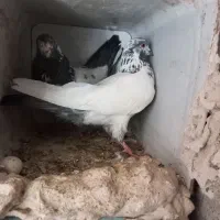 کبوتر کله دم سبز