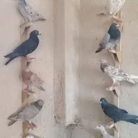 کفتر پلاکی