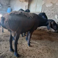 قوچ چینی قندوزی