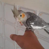 جوجه ۳ ماهه