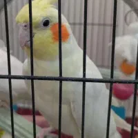 عروس هلندی لیتینوم ماده