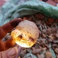 عقیق کوهی نیست در جهان معاوضه