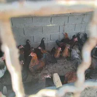 خروس6ماهه