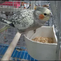 عروس هلندی گم شده