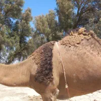 شتر|حیوانات مزرعه|زابل, |دیوار