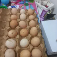 تخم مرغ نطفه دار لاری