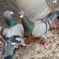 جفت کبوتر پلاکی عراق