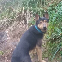 سگ ژرمن شیپرد