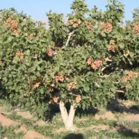 زمین-زراعی