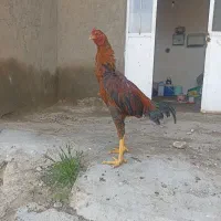 خروس لاری و مرغ
