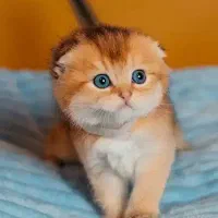 بچه گربه بلک گلد