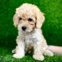 فرفر پپ‌وددل اصییل خالص