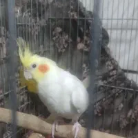 عروس هلندی نر