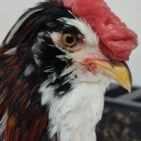 خروس گلین اصل فول