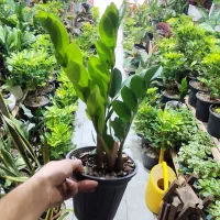 تمام نمونه های آگهی فقط دونه 1.6.5حراج واقعی