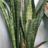 گل های آپارتمانی گیاهان زینتی