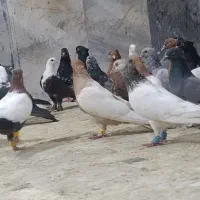 کبوتر اهوازی رسید