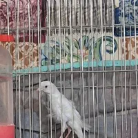 سهره و ۵عدد قناری و یک سهره خاکی روانی ویک لپ سفید|پرنده|شیراز, گویم|دیوار