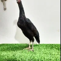 اوشامو مرغ وخروس
