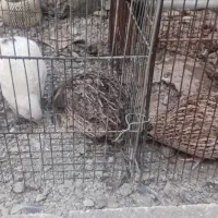 بلدرچین تخم گزار