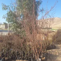 بادام|خدمات باغبانی و درختکاری|ایلام, |دیوار