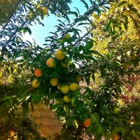 باغ ویلا ۱۰۰۰ متری استخردار
