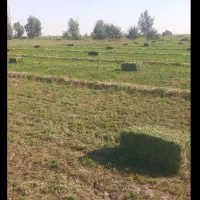 یونجه|عمده‌فروشی|قلعه گنج, |دیوار