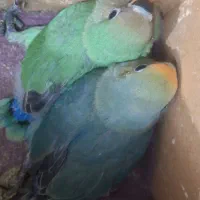 جوجه کوتوله