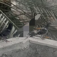 کبوتر