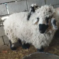 بره چاق|حیوانات مزرعه|نیمروز, |دیوار