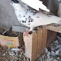 نر افشون و مقداری پرنده
