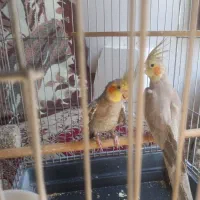 عروس نر ماده سالم