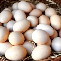 تخم مرغ محلی ارگانیک