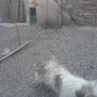 سگ نر