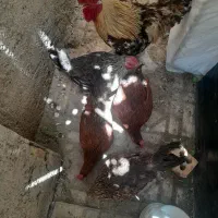 مرغ و خروس