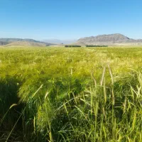 سر کارگری زمین