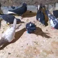 جوانه|پرنده|بردسکن, |دیوار