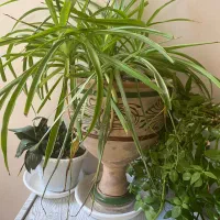 گلدون به همراه گل